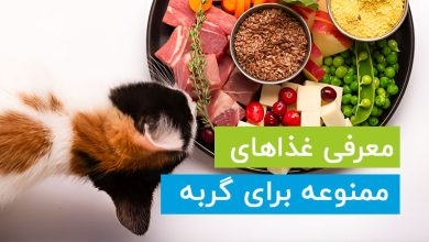 غذاهای ممنوعه برای گربه