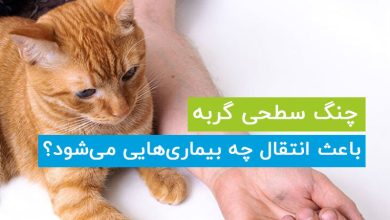 چنگ سطحی گربه باعث انتقال چه بیماری هایی به انسان می‌شود؟