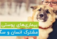 5 بیماری پوستی مشترک سگ و انسان