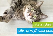 راه های درمان مسمومیت گربه در خانه