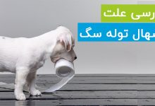 4 علت رایج اسهال توله سگ