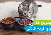 لیست بهترین غذا برای گربه خانگی