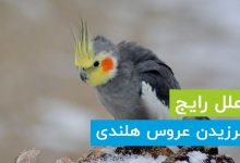 10 علت رایج لرزیدن عروس هلندی