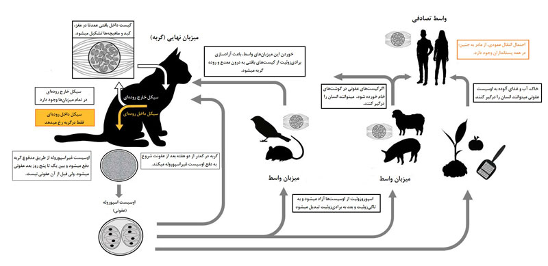 توکسوپلاسموز و نحوه انتقال آن