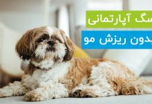 5 نژاد سگ آپارتمانی بدون ریزش مو