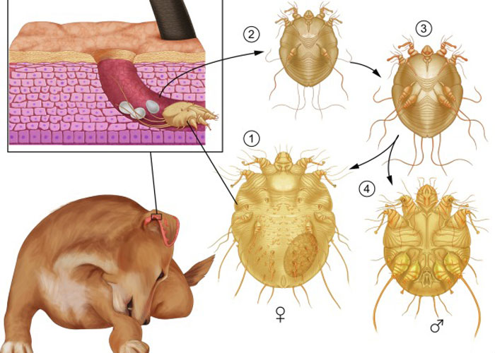 چرخه زندگی Sarcoptes scabiei در بدن سگ