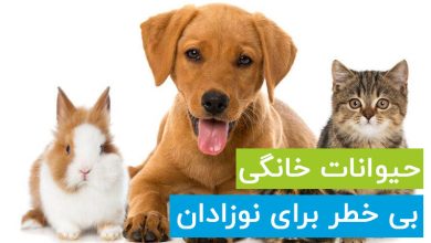 10 حیوان خانگی بی خطر برای نوزاد