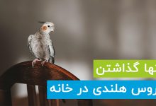 عواقب تنها گذاشتن عروس هلندی در خانه