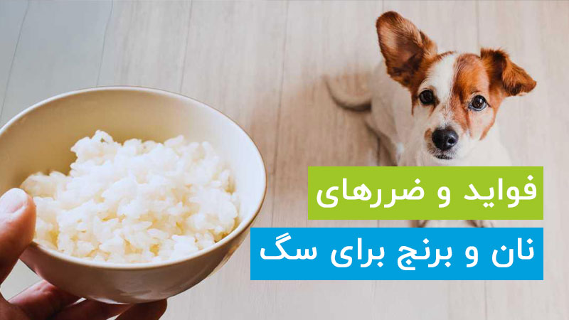 فواید و ضررهای نان و برنج برای سگ ها