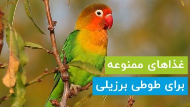 لیست غذاهای ممنوعه برای طوطی برزیلی