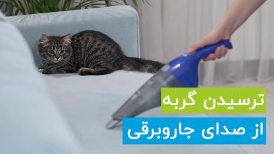 5 علت ترسیدن گربه از صدای جاروبرقی