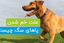علت خم شدن پاهای سگ چیست؟