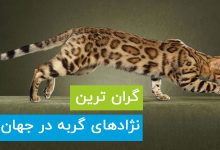 گران ترین نژاد های گربه در جهان
