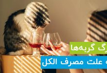 درمان مسومیت گربه با الکل